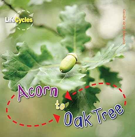 Acorn to oak tree Life Cycles
