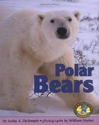 Polar bears