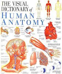 The Visual dictionary of Human Anatomy