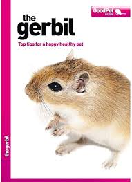 The gerbil - The good pet guide